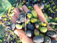 Aleppo såpestykke 20% (190g)